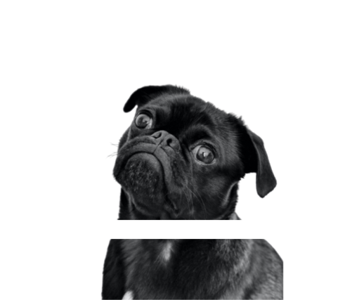 Logo de hot dogs avec un carlin noir qui passe sa tête dans la lettre O